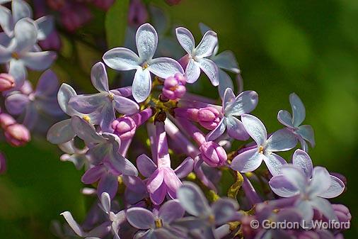 Lilac Closeup_25369.jpg - Photographed at Franktown, the Lilac Capital of Ontario, Canada.